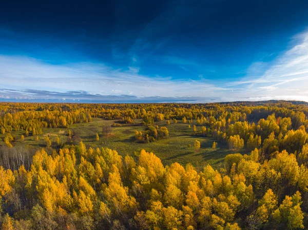 Vista aérea de Drone de la parte superior amarilla de los bosques en otoño —  Fotos de Stock