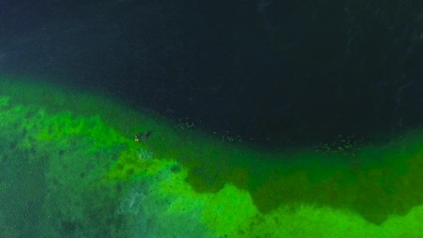 Horní pohled na jasně studené zelené jezero. Potápěči v oblecích plavou v průzračné, čisté vodě, letecký výhled — Stock video
