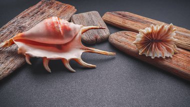 Karanlık bir zemin üzerinde deniz kabukları, düz yatıyordu.