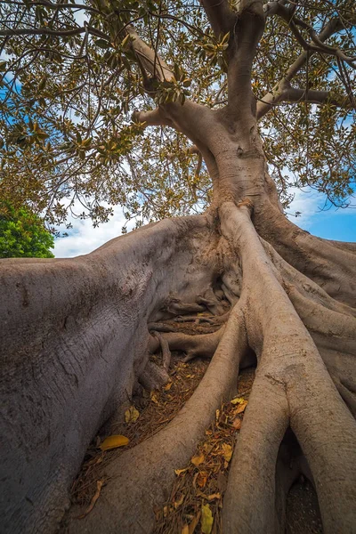 Raíces de un árbol en Cartagena, España, imagen vertical — Foto de Stock