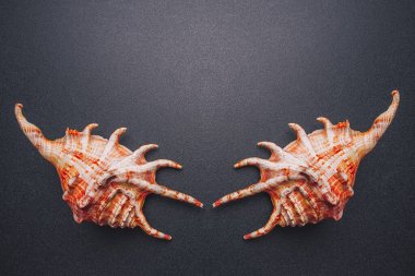 Koyu arkaplanda deniz kabukları simetrisi, düz bir zemin