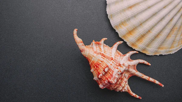 Sea shell on a dark background, flat lay — Stock Photo, Image