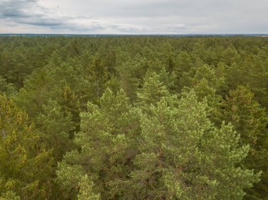 Akşamları yeşil çam ormanı, hava manzarası.