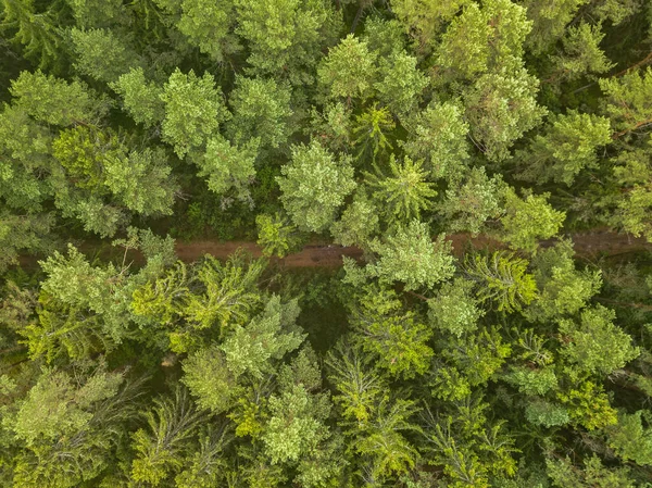 Grüner Kiefernwald am Abend, Luftaufnahme — Stockfoto