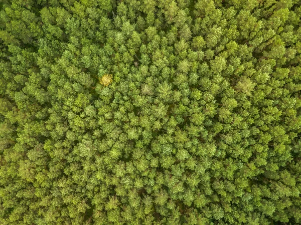 Groene dennenbos in de avond, uitzicht vanuit de lucht — Stockfoto