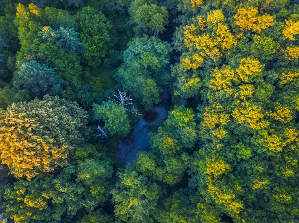 Lato ciepłe słońce światło las widok z powietrza — Zdjęcie stockowe