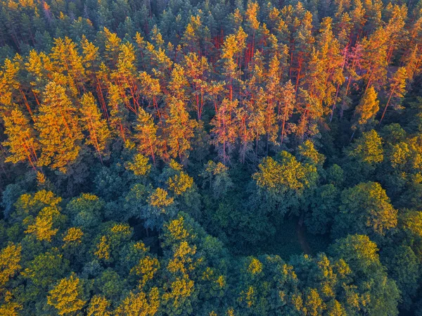 Verano cálido sol luz bosque vista aérea —  Fotos de Stock