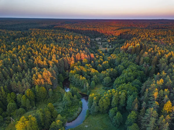 夏の暖かい太陽光の森の空の景色 — ストック写真