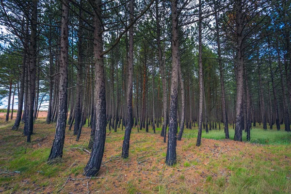 Tallskog efter en brand i Litauen — Stockfoto