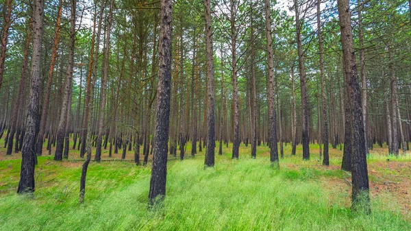 Tallskog efter en brand i Litauen — Stockfoto