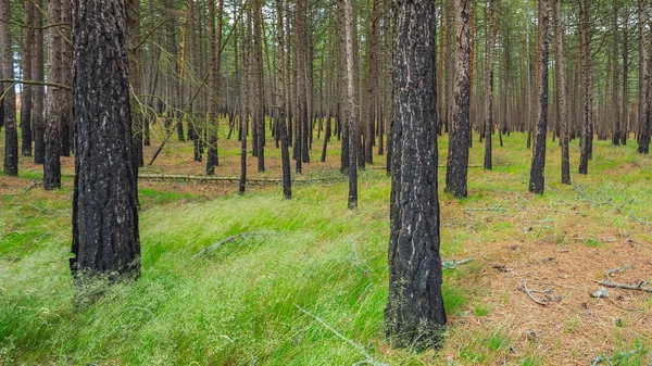 Tallskog efter en brand i Litauen — Stockfoto