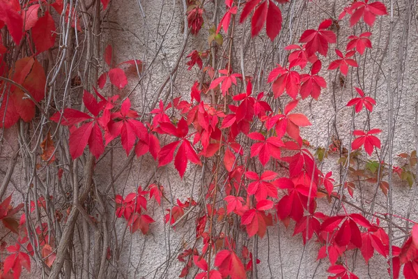 Hösten bakgrund design med färgglada röda och gula blad av bindweed anläggningen — Stockfoto