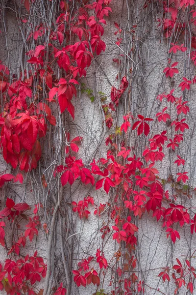 빈디 위드 식물의 다채 로운 빨강과 노랑 잎이 있는 가을 풍경 — 스톡 사진