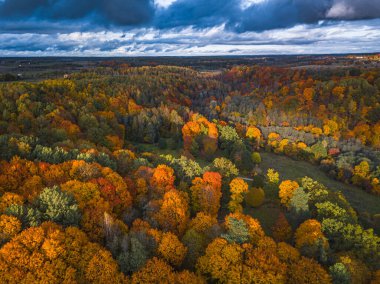Renkli ağaç tepelerinin insansız hava aracı görünümü, Litvanya