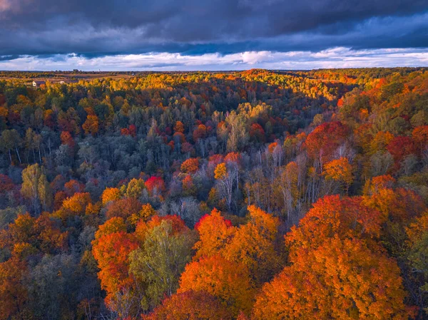 Drone vista de las copas de árboles de colores, Lituania —  Fotos de Stock