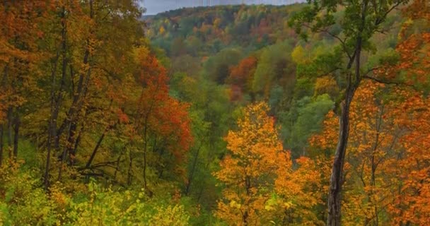 秋天的风景与五彩缤纷的树木 — 图库视频影像
