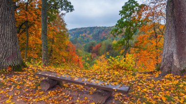 Renkli ağaçlara karşı banklı sonbahar manzarası