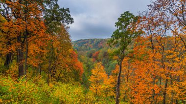 Renkli ağaçlarla sonbahar arkaplan manzarası