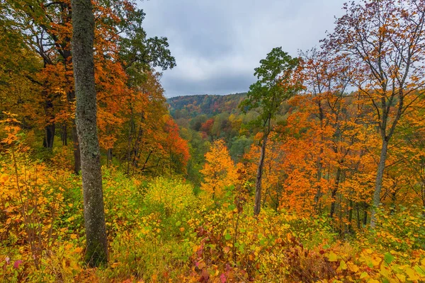 형형색색의 삼림으로 뒤덮인 황가을 풍경 — 스톡 사진