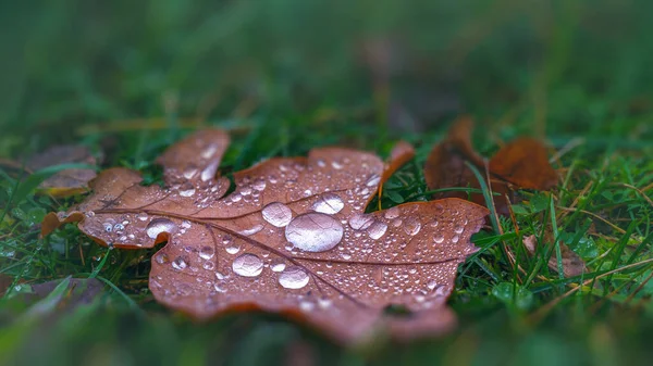 Осінньо-коричневий лист в краплі роси — стокове фото