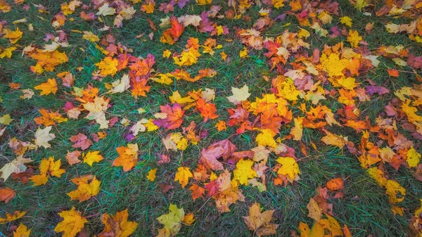 Yerde sonbahar yapraklarının renkli arkaplanı — Stok fotoğraf