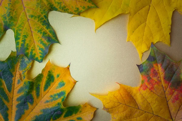 Τα φθινοπωρινά φύλλα σε χρυσό φόντο. Επίπεδο lay, πάνω όψη, αντιγραφή χώρου — Φωτογραφία Αρχείου