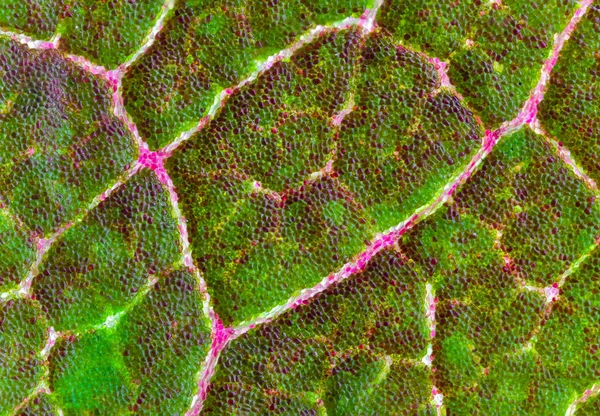 Fond de la texture colorée des feuilles, image macro rapprochée — Photo