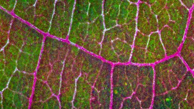 Renkli yaprak dokusunun arkaplanı, makro resmi kapat