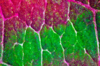 Renkli yaprak dokusunun arkaplanı, makro resmi kapat