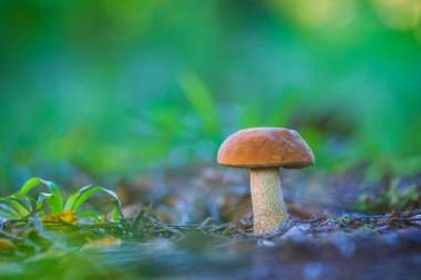 Turuncu Birch Bolete Leccinum versipelle, kuru sonbahar yapraklarıyla çevrili yosunlu orman zemininde dimdik ayakta duruyor..