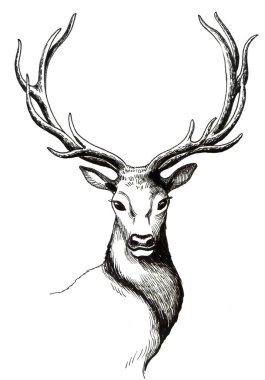 Geyik kafası beyaz arka planda