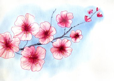 Kiraz çiçek açması ağaç. Suluboya resim