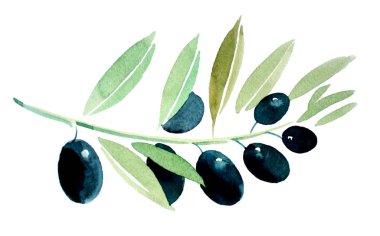 Beyaz zemin üzerine zeytin dalı. Suluboya resim