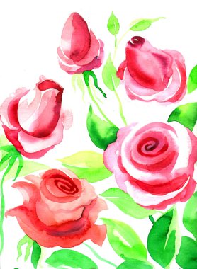 Beyaz zemin üzerine kırmızı bir gül suluboya çizimi