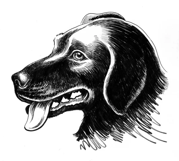 Siyah Köpek Kafası Mürekkep Çizim — Stok fotoğraf