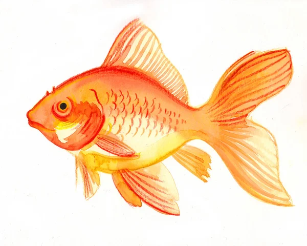 Ikan Emas Pada Latar Belakang Putih — Stok Foto