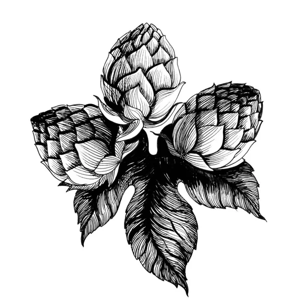 Plante Houblon Illustration Noir Blanc — Photo