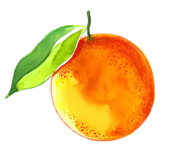 Szkic Akwarela Pomarańczowy Owoc Liść Białym Tle — Zdjęcie stockowe