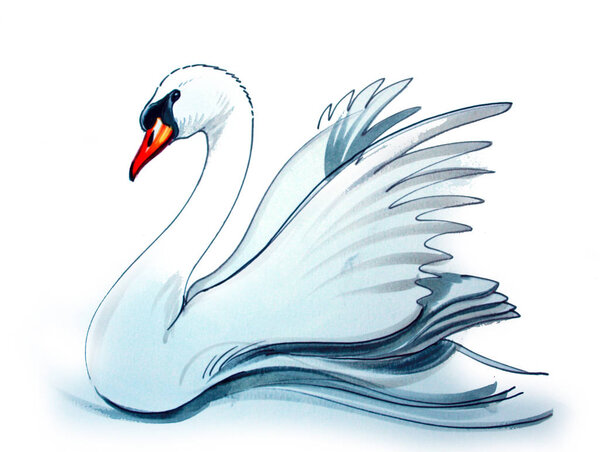 White swan swimming on the lake. Ink and watercolor illustration