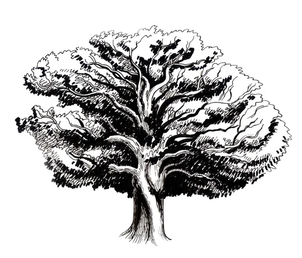一棵大橡树的黑白插图 — 图库照片