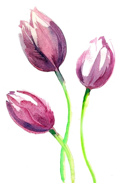 Pittura Acquerello Tre Fiori Tulipano Viola — Foto Stock