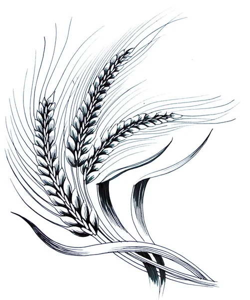 Пшенична Рослина Чорно Біла Ілюстрація — стокове фото