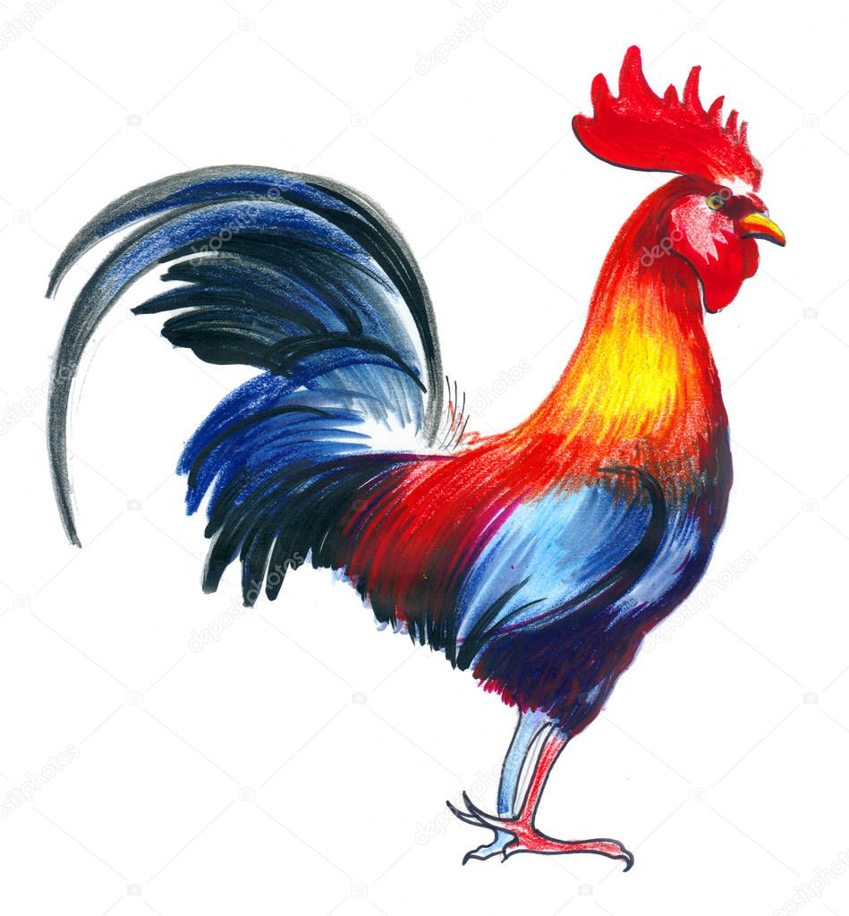 Color pencil illustration of a rooster bird on white background