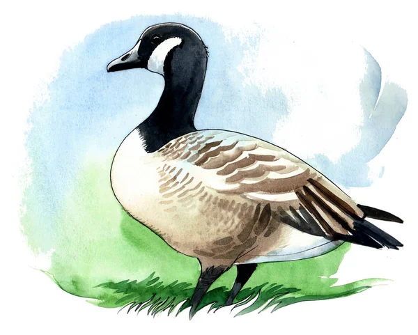 Wild Canadian Goose Bird Green Grass Watercolor Illustration — Stock Photo, Image