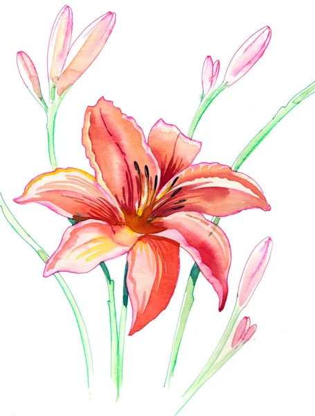 Помаранчева Квітка Лілії Білому Тлі Акварельна Ілюстрація — стокове фото