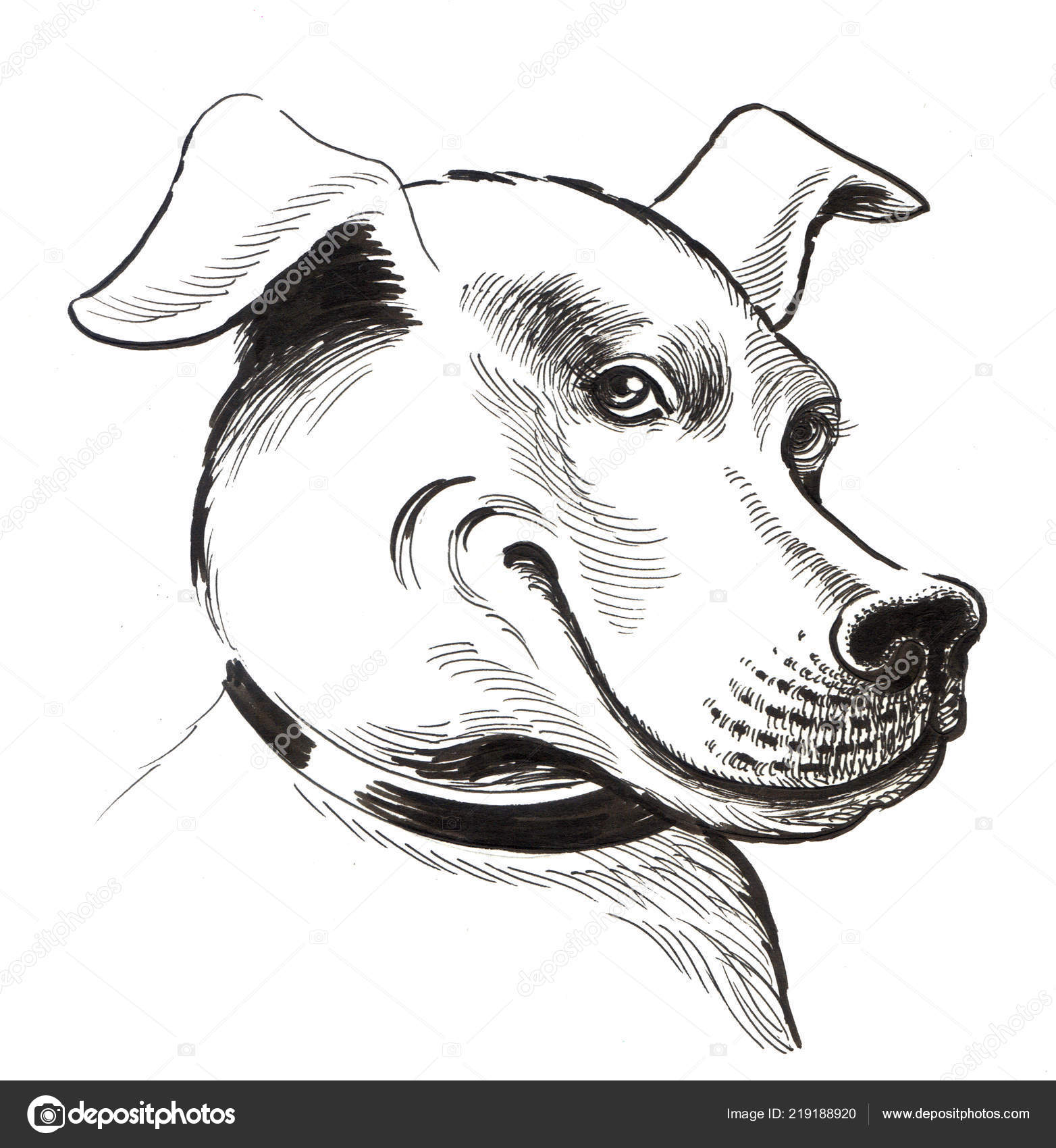 Inchiostro Bianco Nero Disegno Gatto Seduta Foto Stock