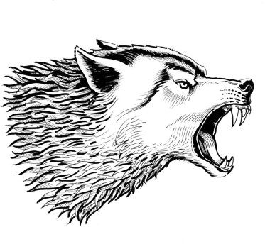 Kızgın kurt kafası. Mürekkep siyah beyaz resim