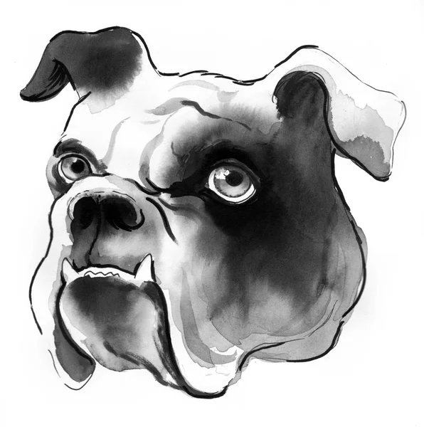 Bull Dog Head White Background Ink Watercolor Illustration — Stock Photo, Image