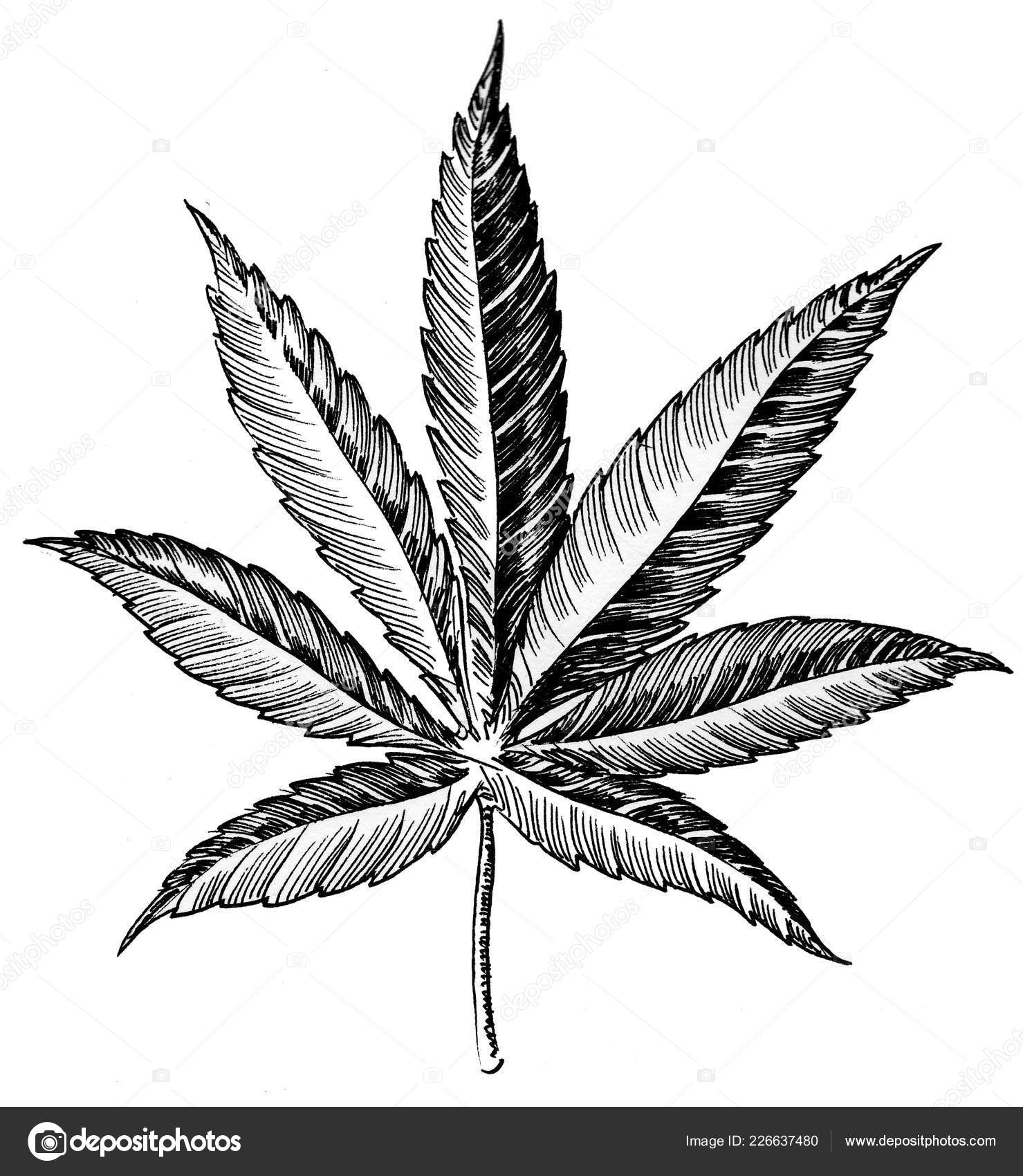 Marihuana dibujo fotos de stock, imágenes de Marihuana dibujo sin royalties  | Depositphotos