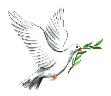 Gagası bir zeytin dalı ile uçan beyaz güvercin. Mürekkep ve suluboya resim